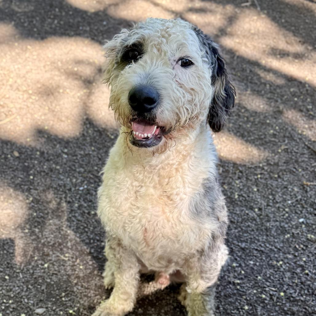 Enlarge Hammy, a Adoptable mixed breed in Salem, OR image 2/6