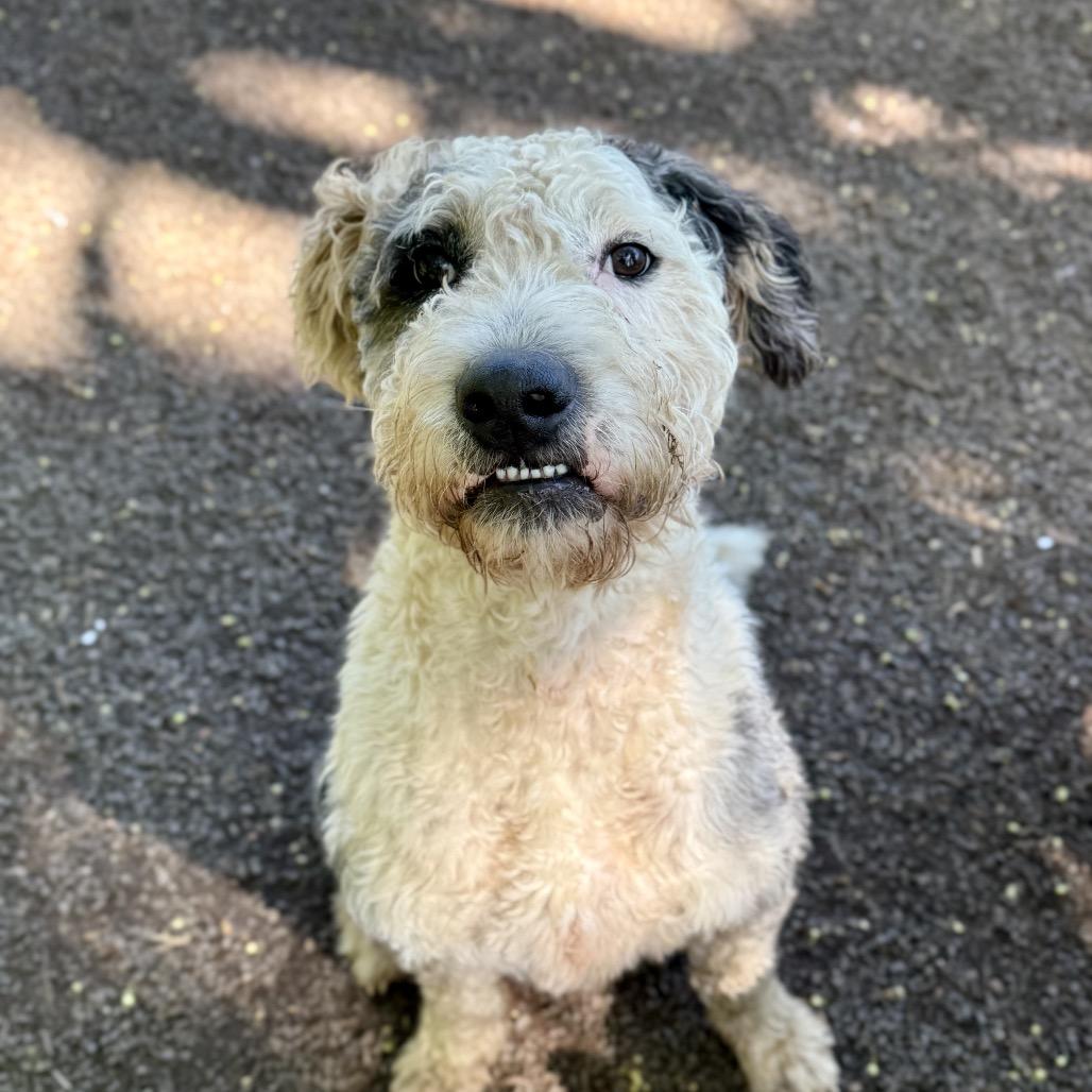 Enlarge Hammy, a Adoptable mixed breed in Salem, OR image 3/6