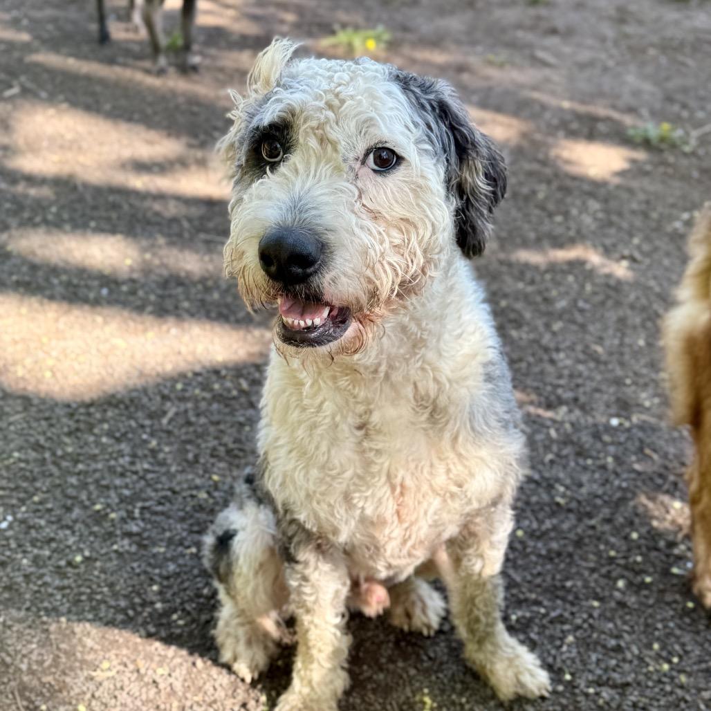 Enlarge Hammy, a Adoptable mixed breed in Salem, OR image 4/6
