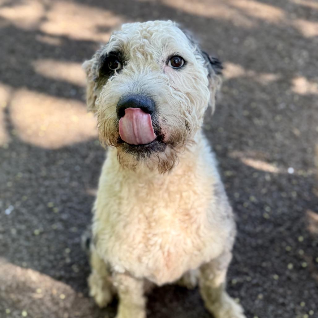 Enlarge Hammy, a Adoptable mixed breed in Salem, OR image 5/6