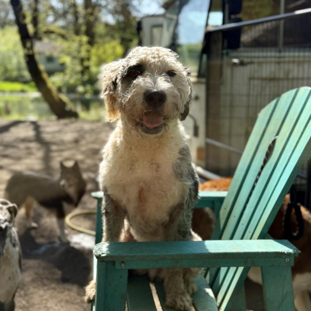 Enlarge Hammy, a Adoptable mixed breed in Salem, OR image 6/6
