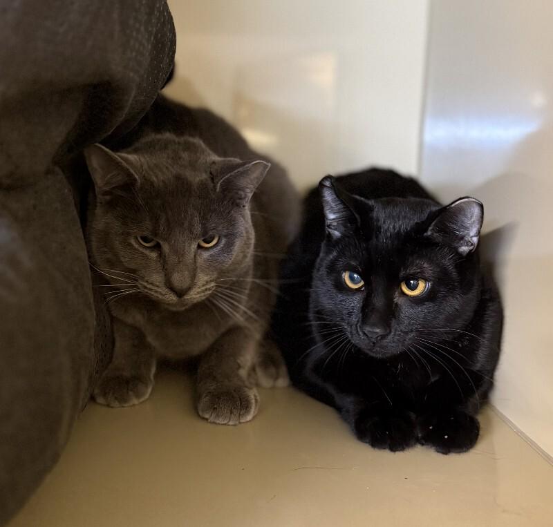 Enlarge Binx, a Adoptable Domestic Short Hair in Arlington, WA image 2/2