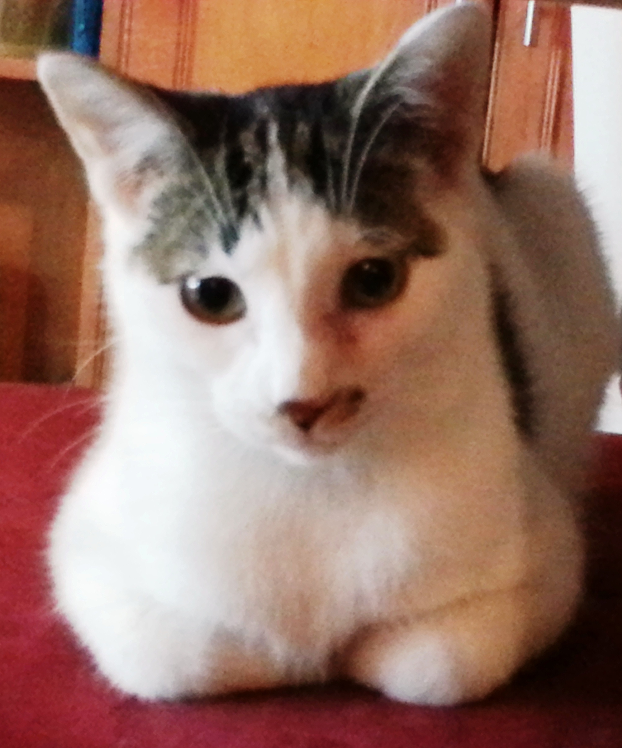 Enlarge Dr. Sheldon Cooper - Semi Feral, a Adoptable American Shorthair in Bloomingdale, IL image 2/6