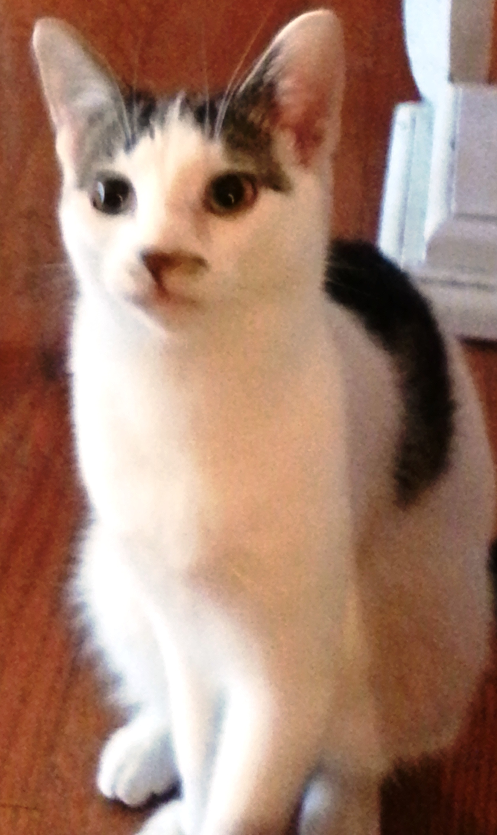 Enlarge Dr. Sheldon Cooper - Semi Feral, a Adoptable American Shorthair in Bloomingdale, IL image 3/6