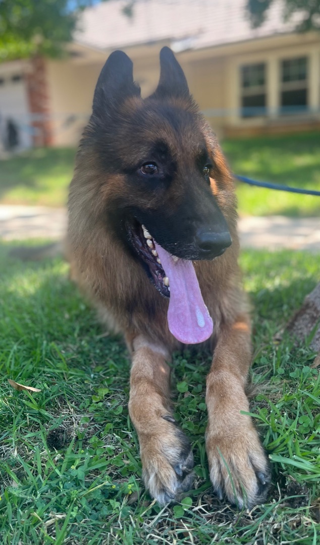 REDD, Adult Male German Shepherd Dog