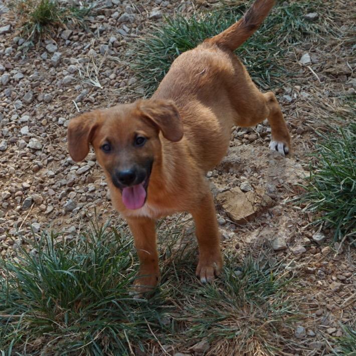 Enlarge Maki, a Adoptable Belgian Shepherd / Malinois in Duck River, TN image 1/2