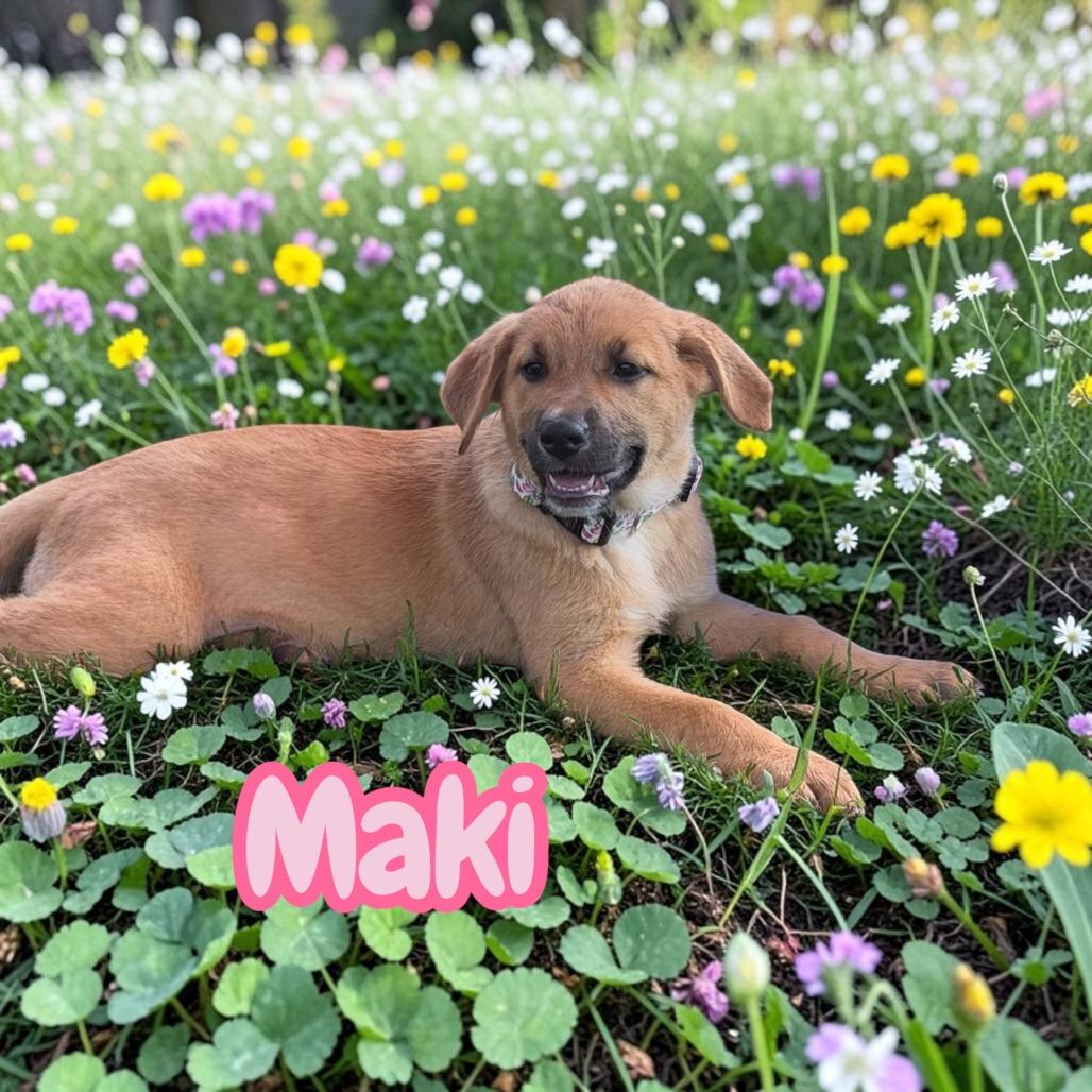 Enlarge Maki, a Adoptable Belgian Shepherd / Malinois in Duck River, TN image 2/2