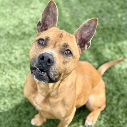 Barney, ADOPTABLE, Adult Male Pit Bull Terrier.