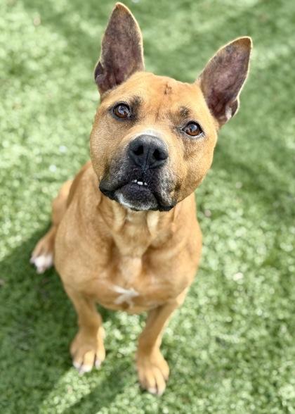 Enlarge Barney, a ADOPTABLE mixed breed in Red Bluff, CA image 2/3