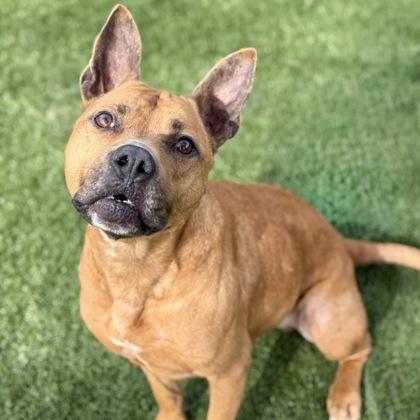 Enlarge Barney, a ADOPTABLE mixed breed in Red Bluff, CA image 3/3