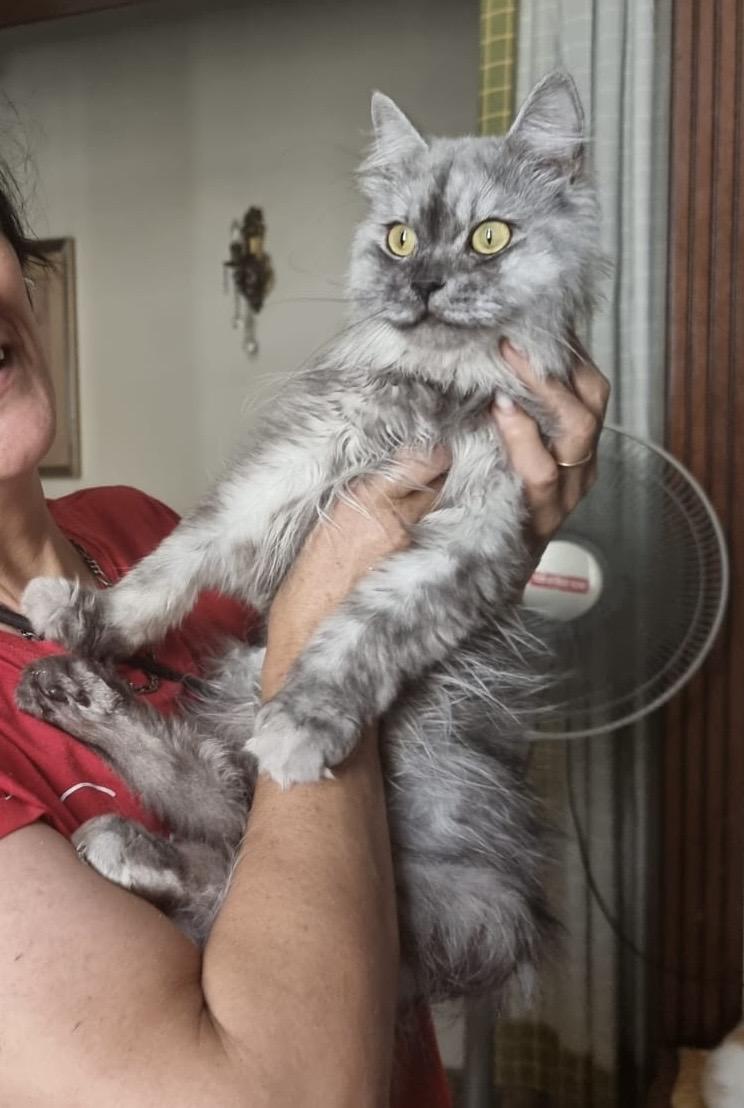 Enlarge JOEL - Sharie Aspden, an adopted mixed breed in Brampton, ON image 4/6