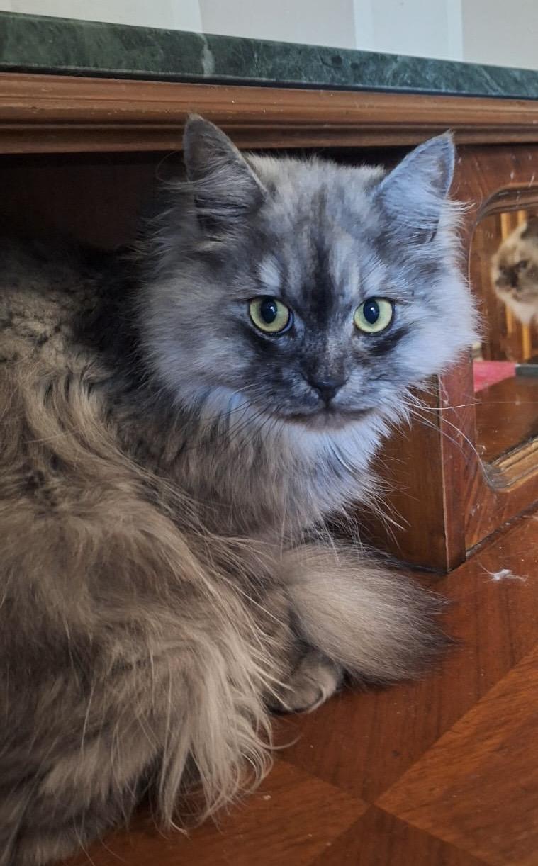 Enlarge JOEL - Sharie Aspden, an adopted mixed breed in Brampton, ON image 3/6