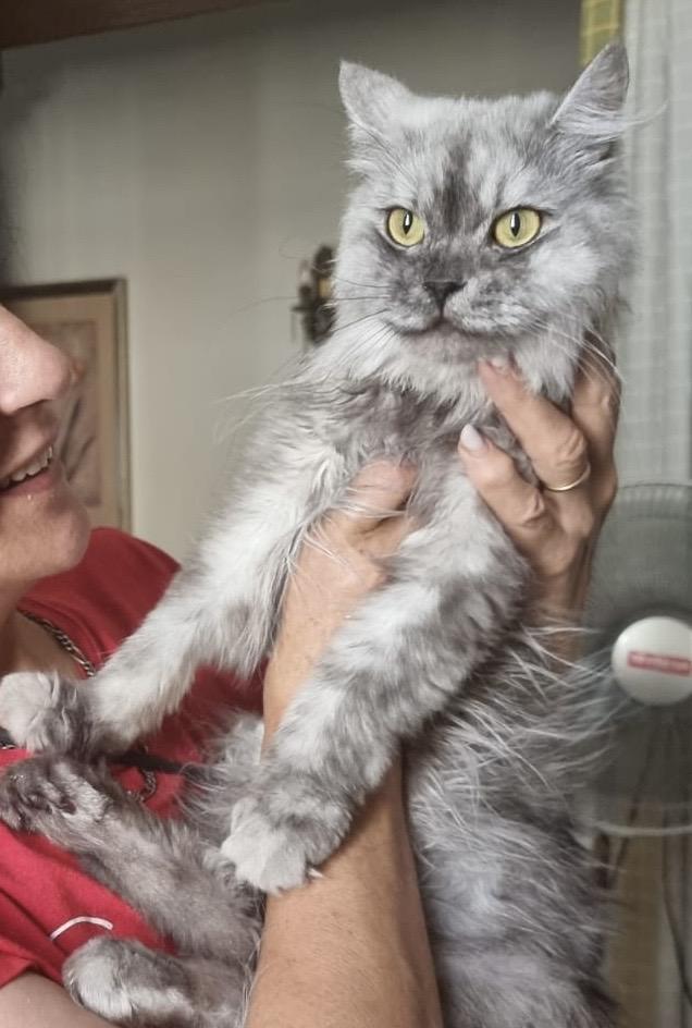 Enlarge JOEL - Sharie Aspden, an adopted mixed breed in Brampton, ON image 6/6