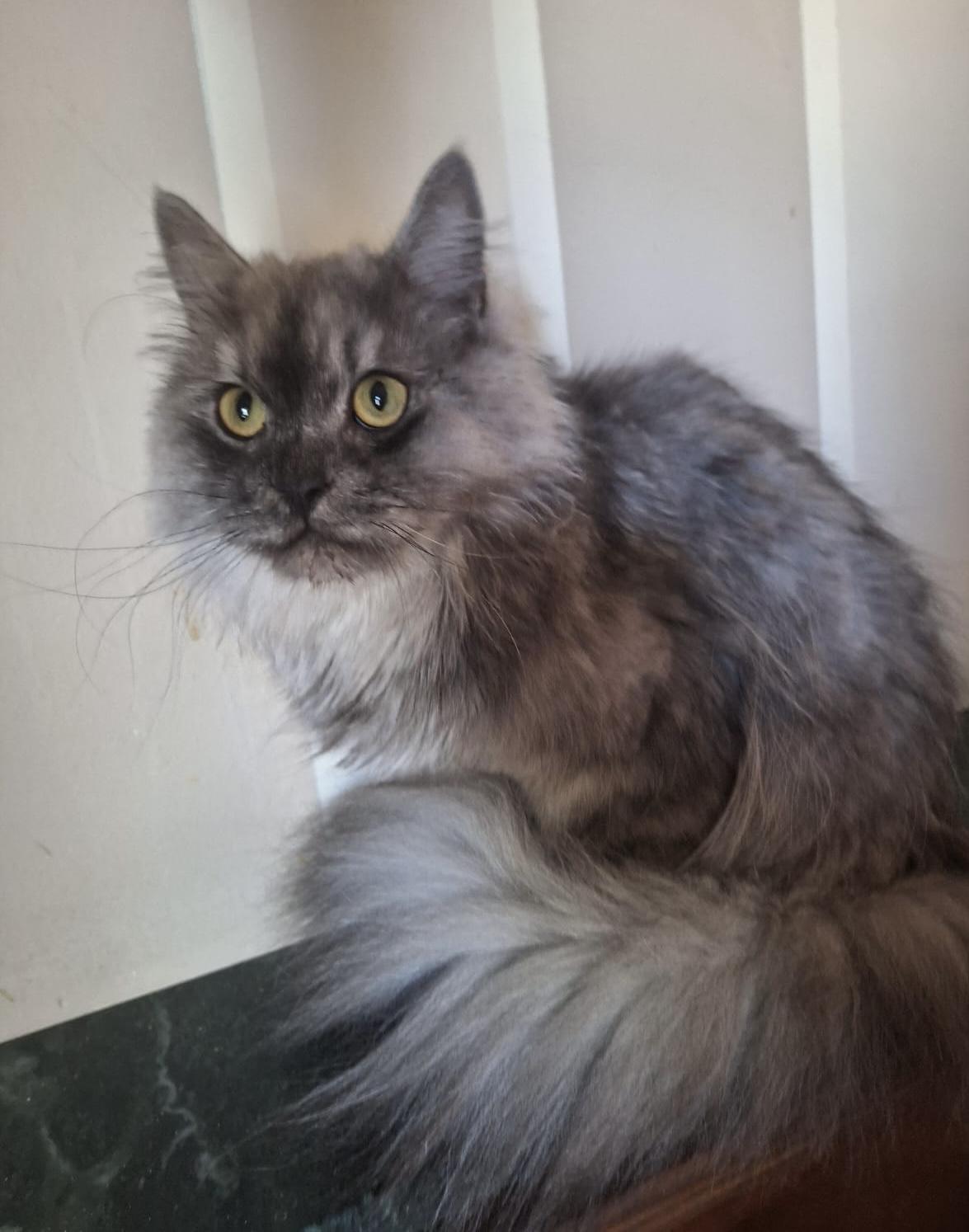 Enlarge JOEL - Sharie Aspden, an adopted mixed breed in Brampton, ON image 2/6