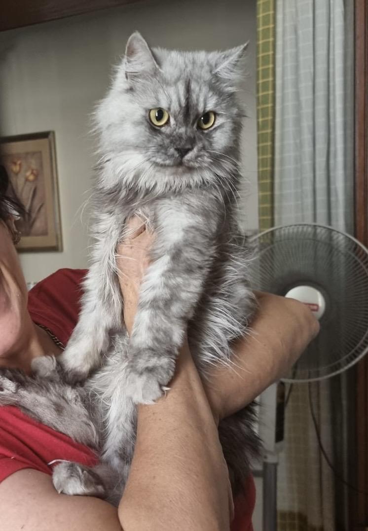 JOEL - Sharie Aspden, adopted, Young Male Maine Coon & Himalayan.