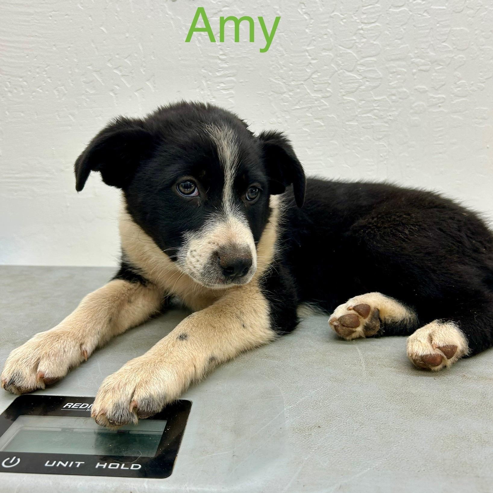 Amy