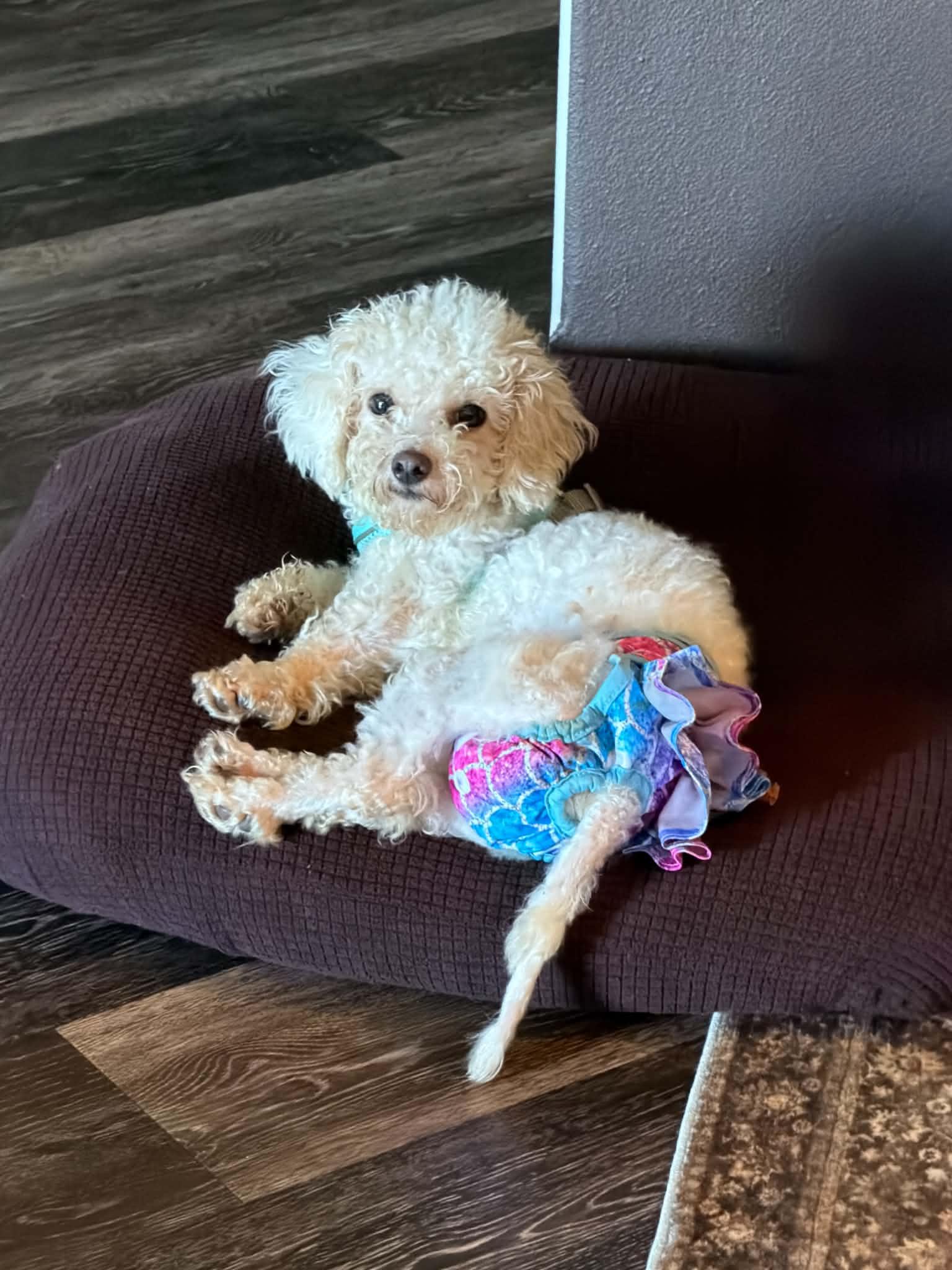 Enlarge Lola, a Adoptable Maltipoo in Cedar Rapids, IA image 2/5