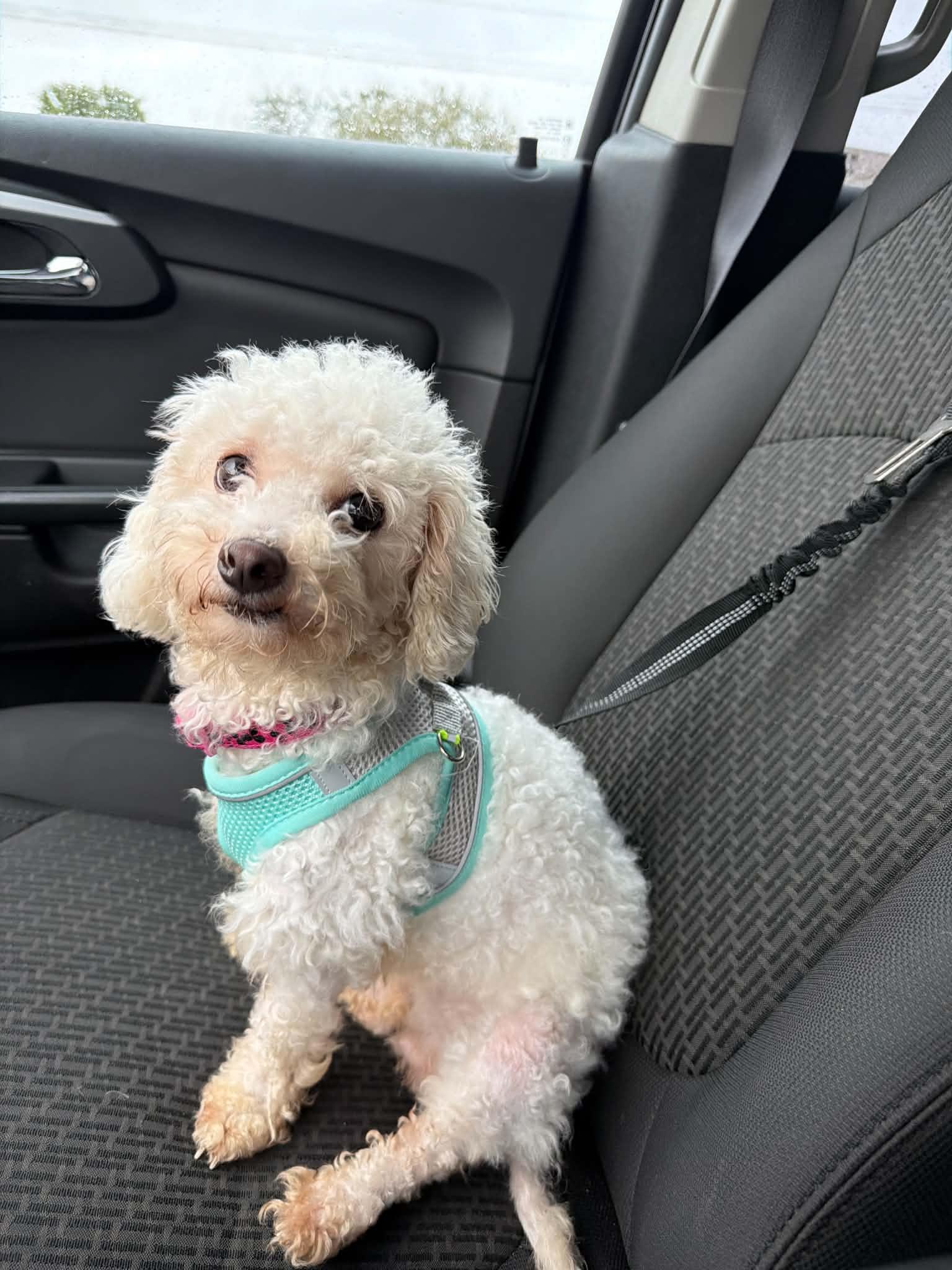 Enlarge Lola, a Adoptable Maltipoo in Cedar Rapids, IA image 3/5