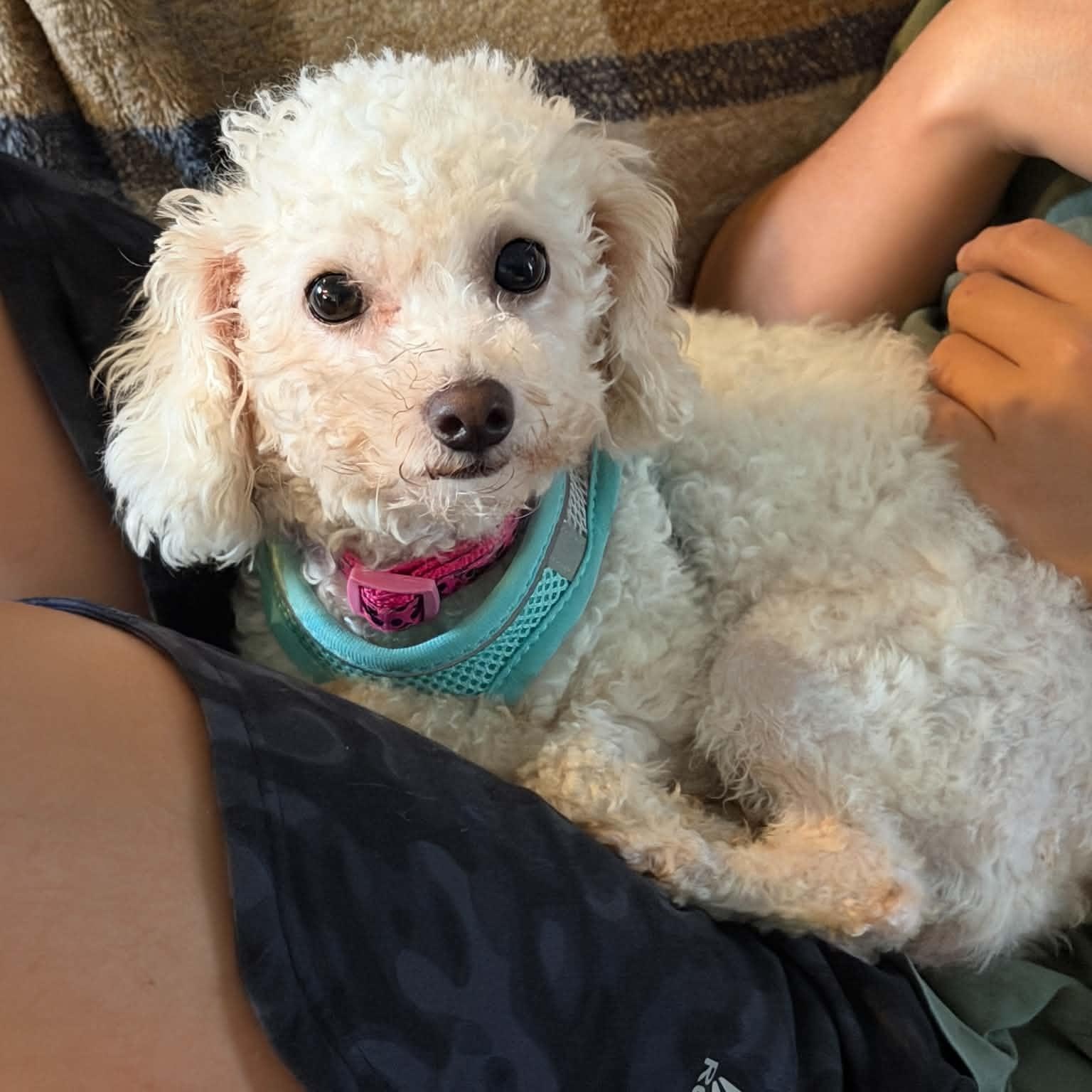 Lola, Adoptable, Adult Female Maltipoo.