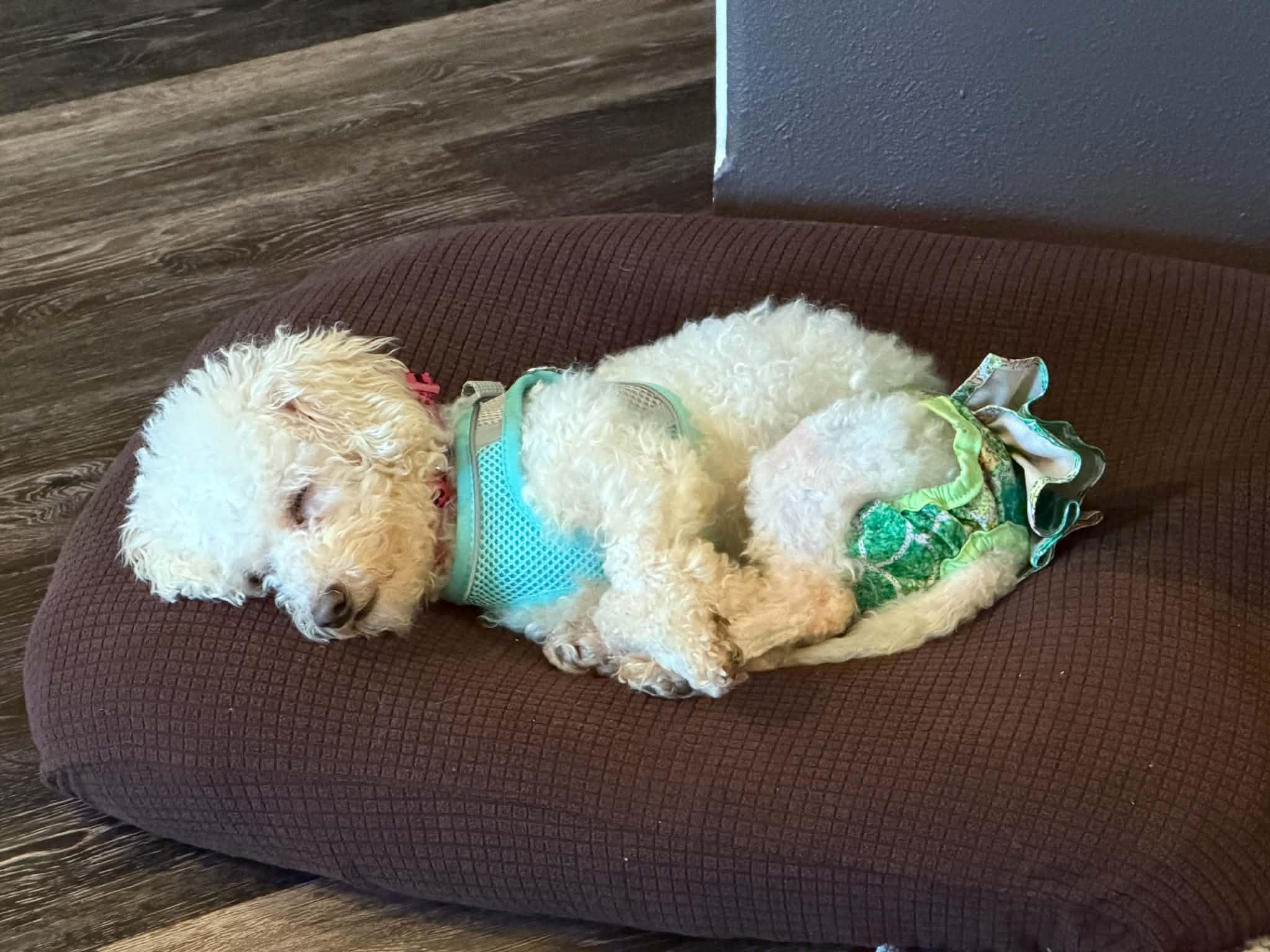 Enlarge Lola, a Adoptable Maltipoo in Cedar Rapids, IA image 4/5