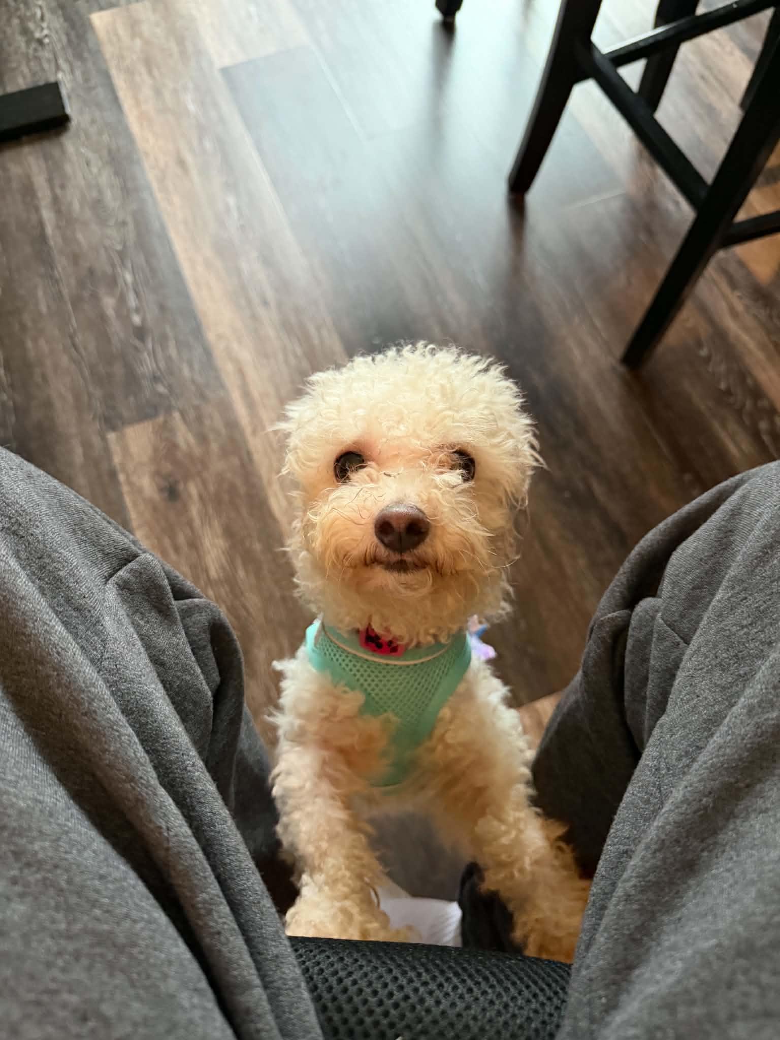 Enlarge Lola, a Adoptable Maltipoo in Cedar Rapids, IA image 5/5