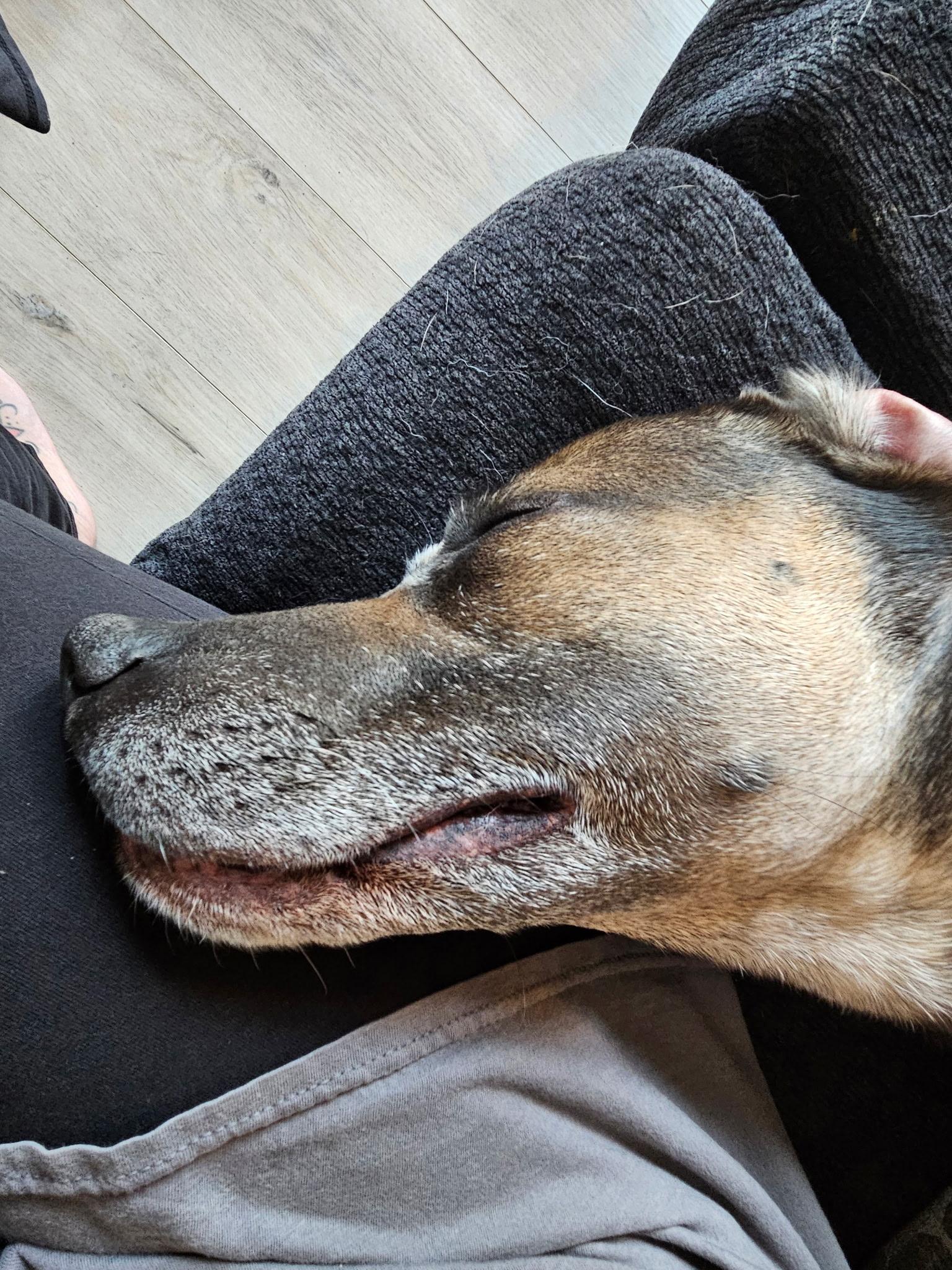 Enlarge Gizmo, a Adoptable mixed breed in Blair, NE image 1/5