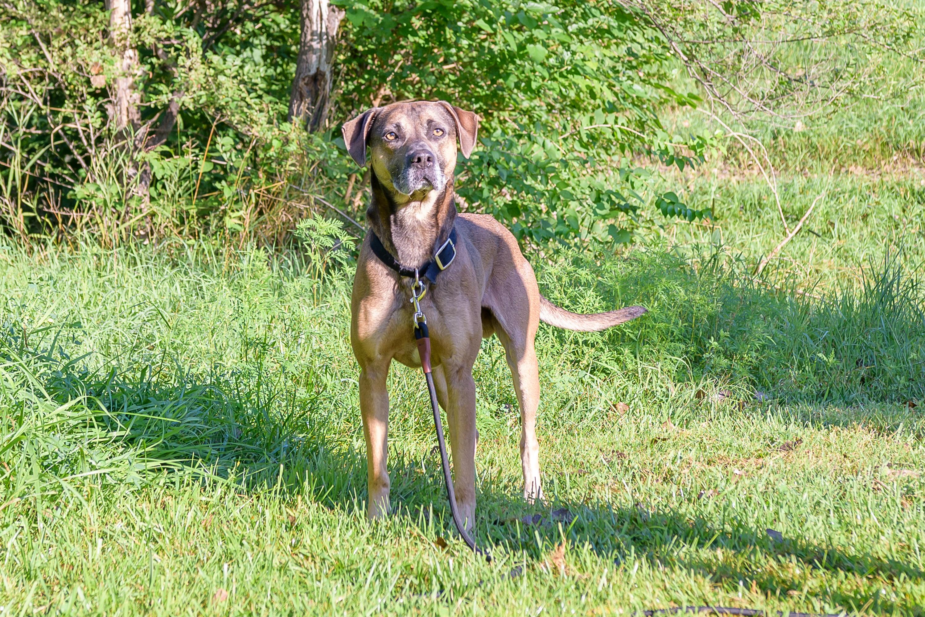 Enlarge Gizmo, a Adoptable mixed breed in Blair, NE image 2/5