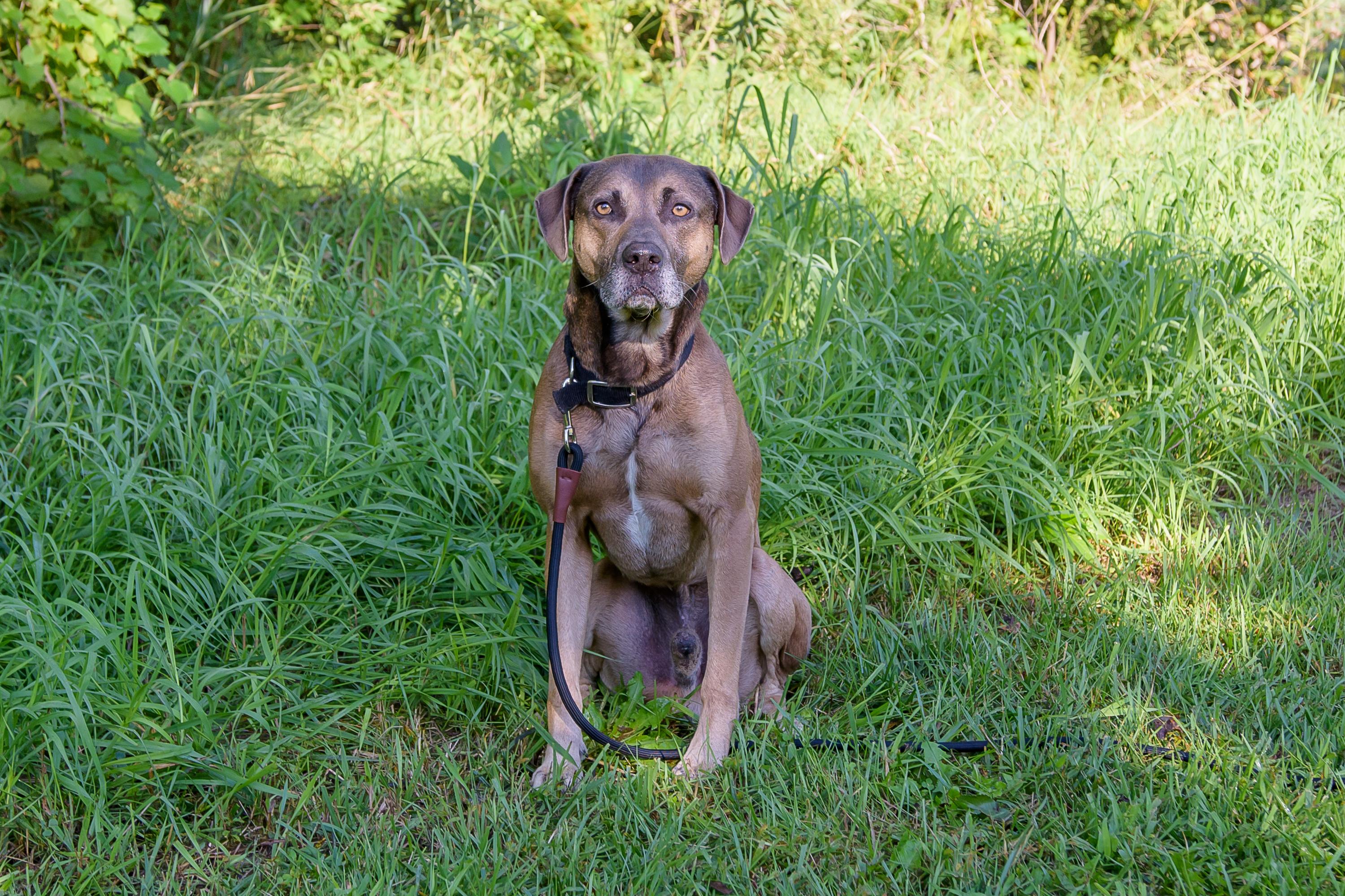 Enlarge Gizmo, a Adoptable mixed breed in Blair, NE image 3/5