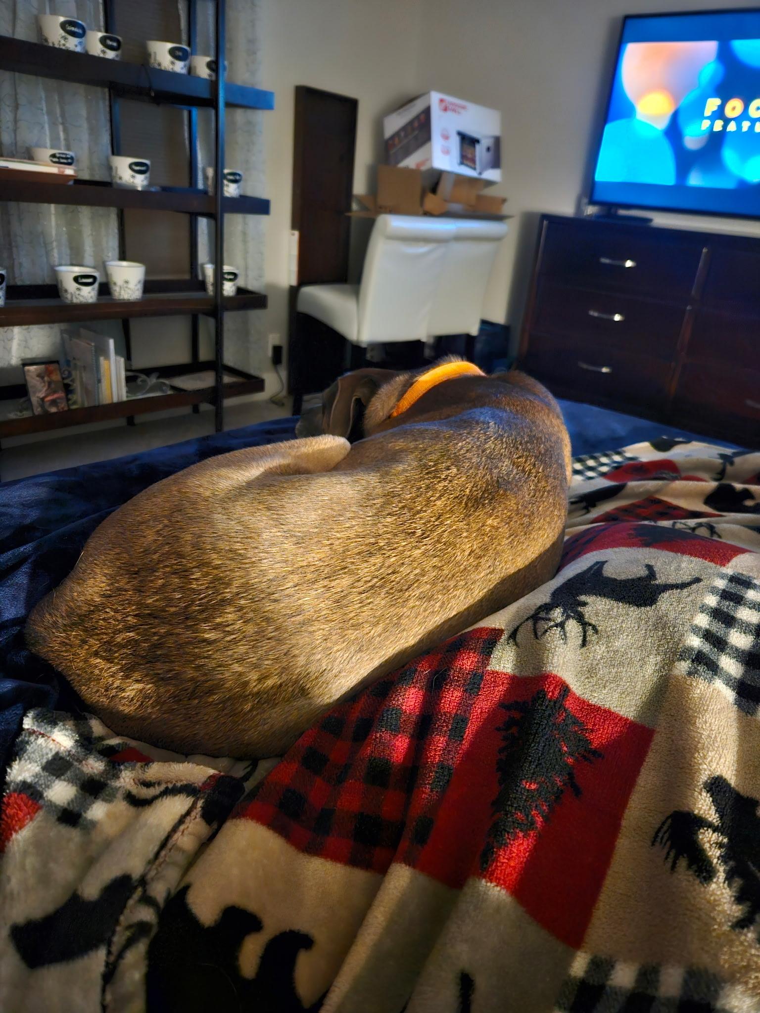 Enlarge Gizmo, a Adoptable mixed breed in Blair, NE image 4/5