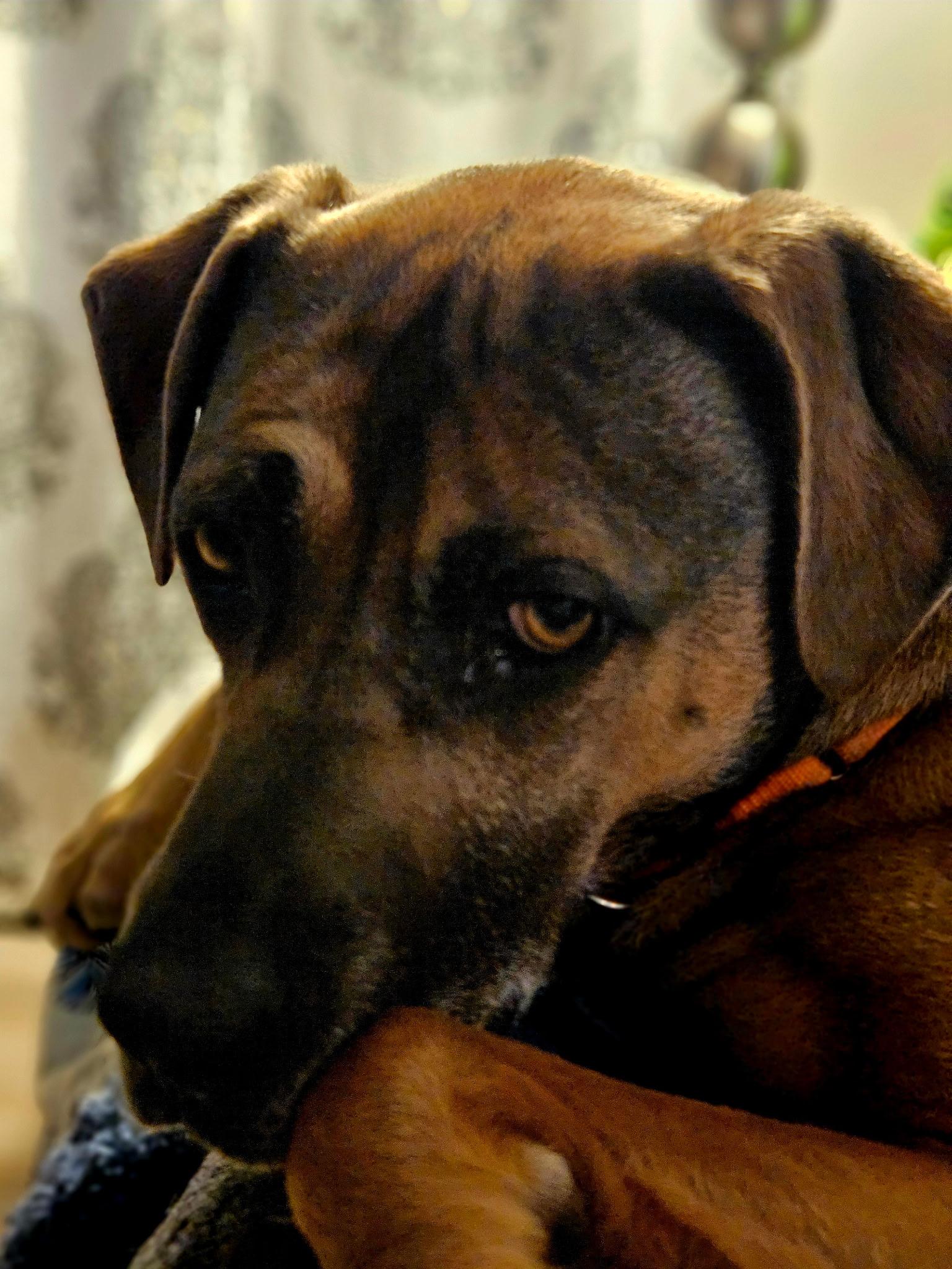 Enlarge Gizmo, a Adoptable mixed breed in Blair, NE image 5/5