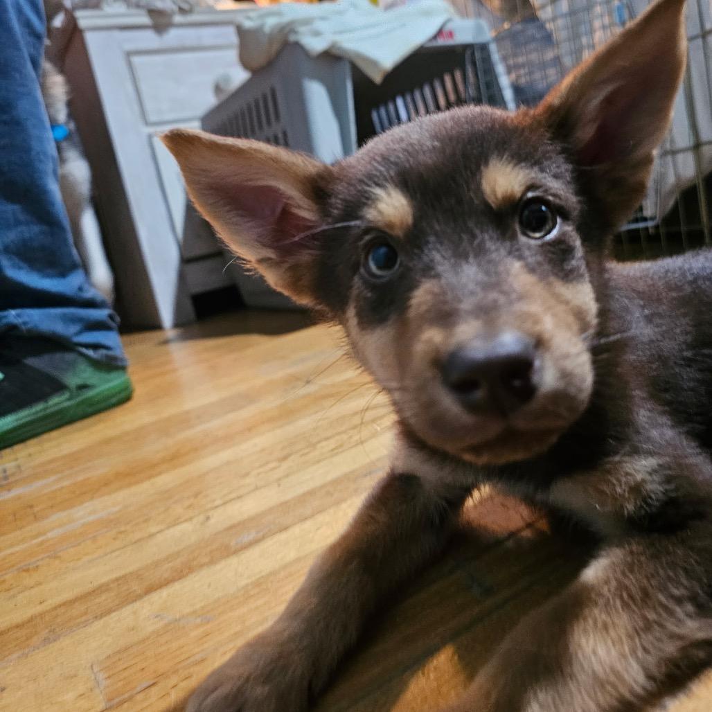 Enlarge Millie, a Adoptable Mixed Breed in Bismarck, ND image 1/6