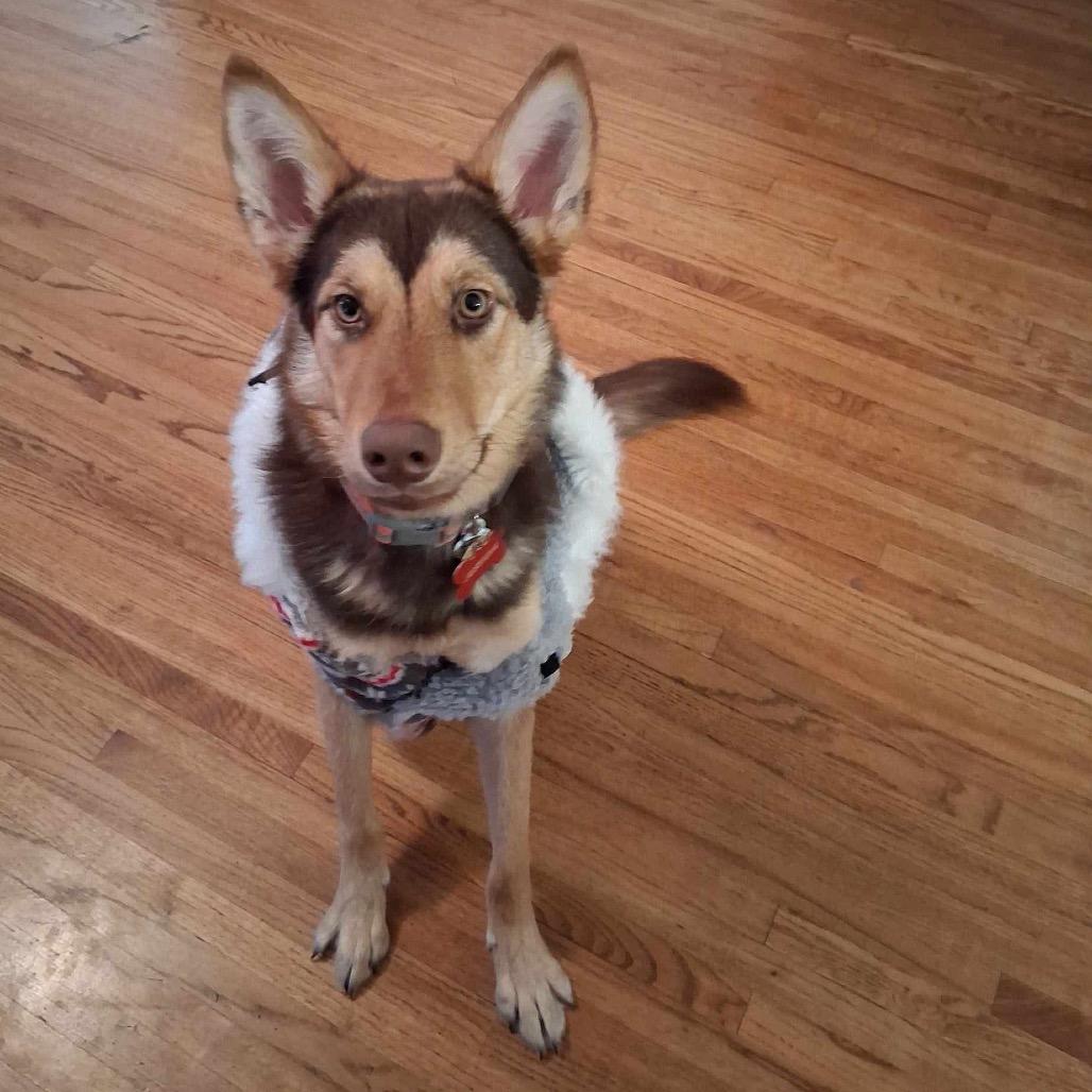 Enlarge Millie, a Adoptable Mixed Breed in Bismarck, ND image 2/6
