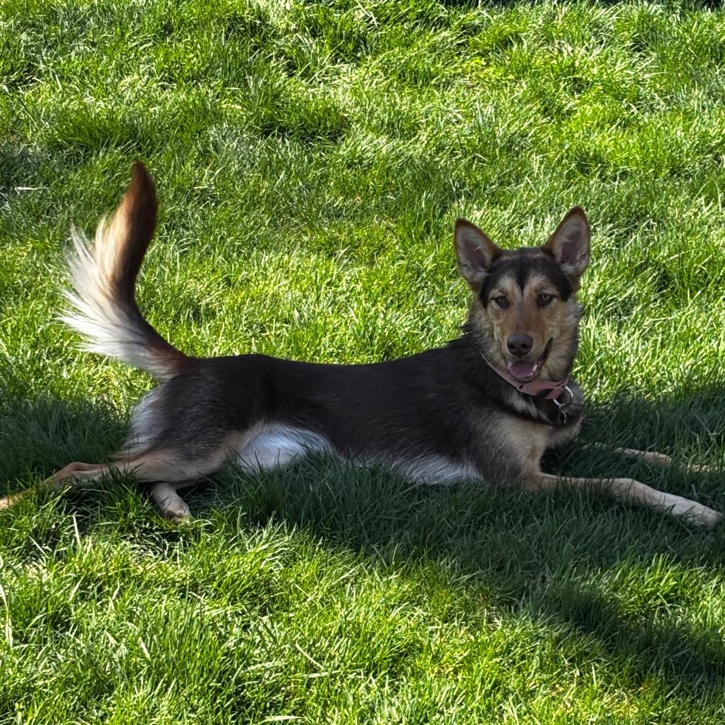 Enlarge Millie, a Adoptable Mixed Breed in Bismarck, ND image 3/6