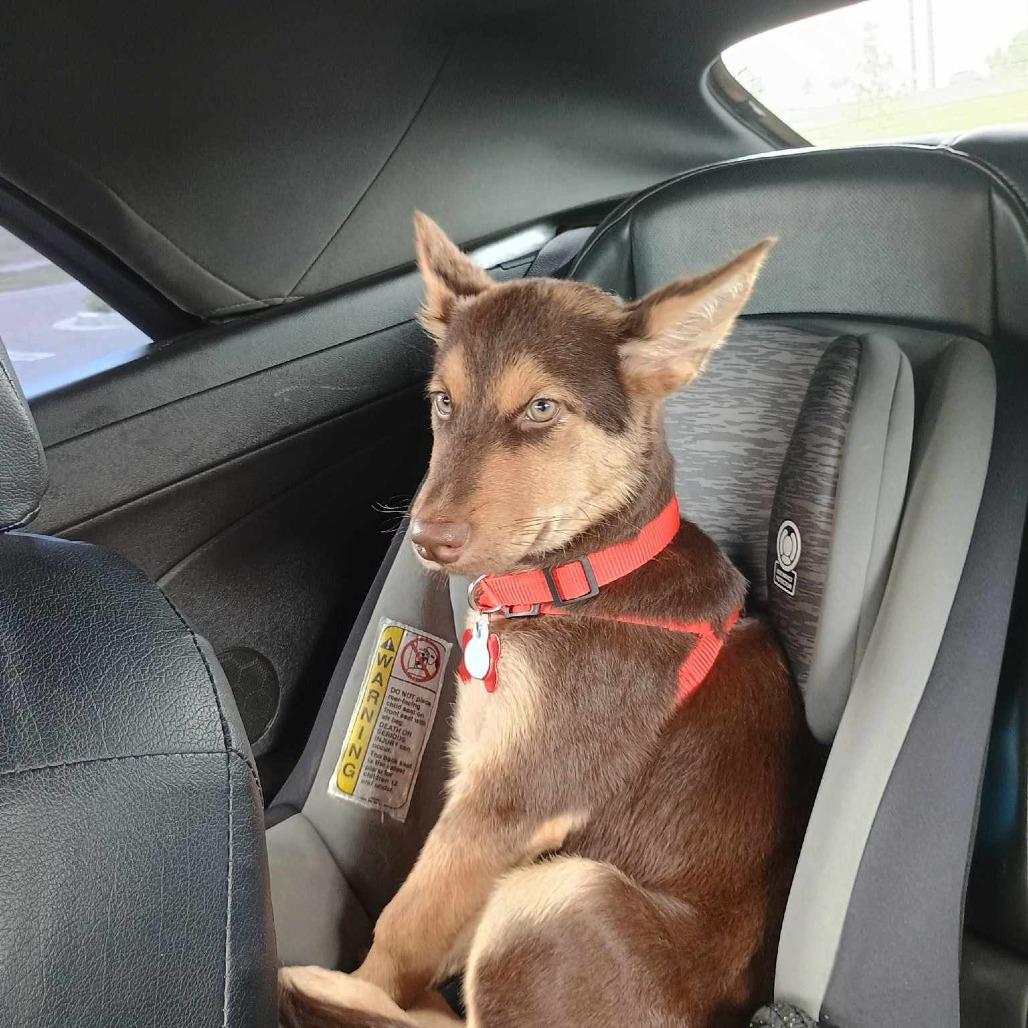Enlarge Millie, a Adoptable Mixed Breed in Bismarck, ND image 4/6