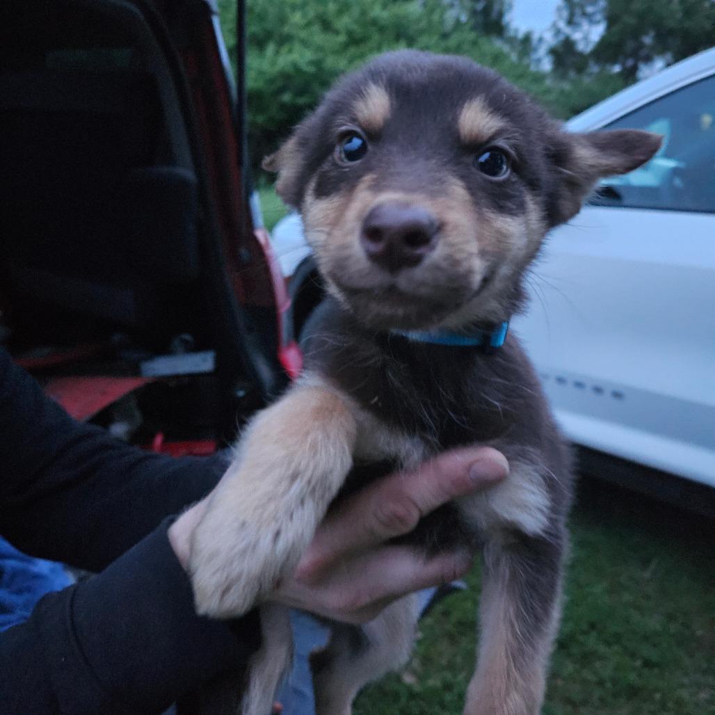 Enlarge Millie, a Adoptable Mixed Breed in Bismarck, ND image 5/6
