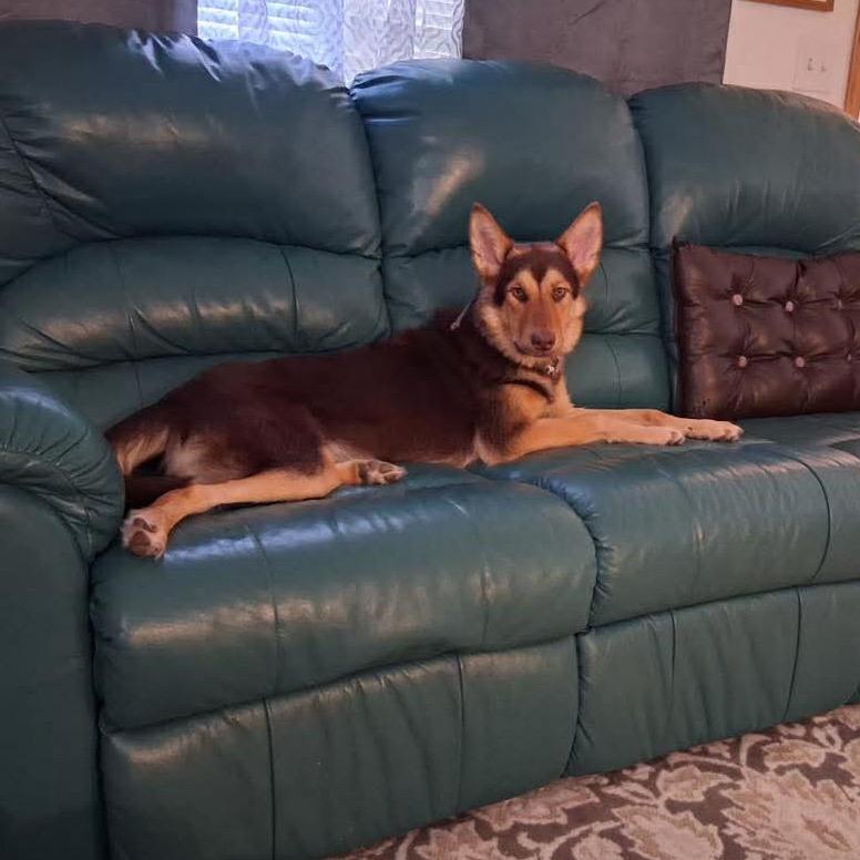 Enlarge Millie, a Adoptable Mixed Breed in Bismarck, ND image 6/6
