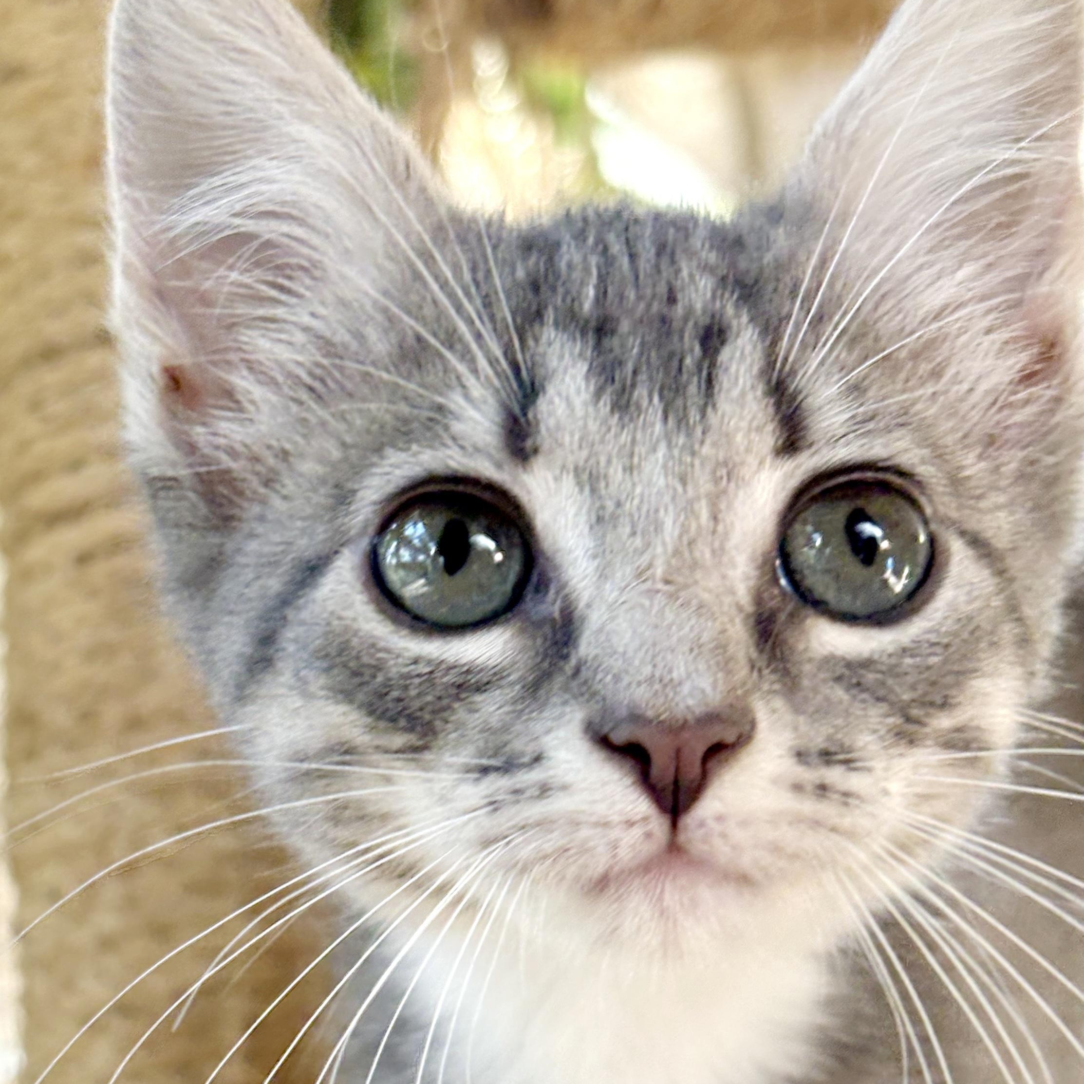 Enlarge Zelda, an adopted mixed breed in Bulverde, TX image 2/2