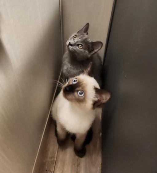 Bonnie (Siamese mix) & June (Russian Blue mix)