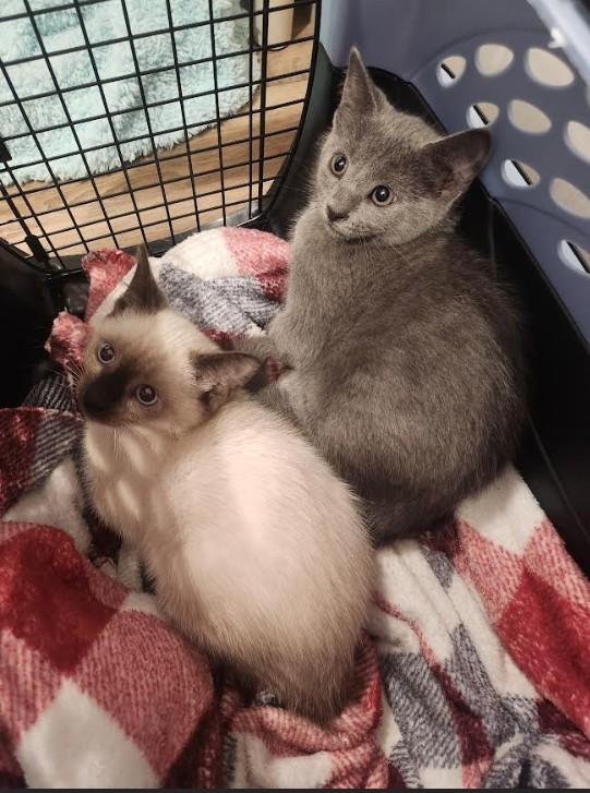 Bonnie (Siamese mix) & June (Russian Blue mix)