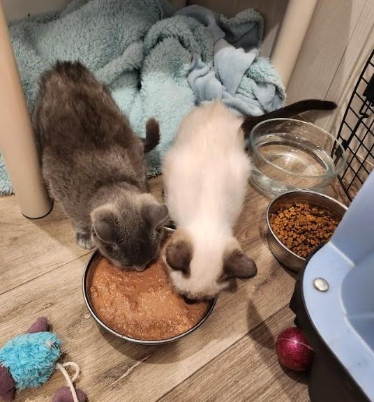 Bonnie (Siamese mix) & June (Russian Blue mix)