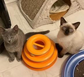 Bonnie (Siamese mix) & June (Russian Blue mix), adopted, Young Female Domestic Short Hair.