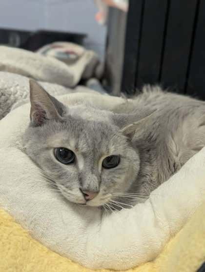 Pups, Adoptable, Senior Male Domestic Short Hair & Domestic Short Hair.