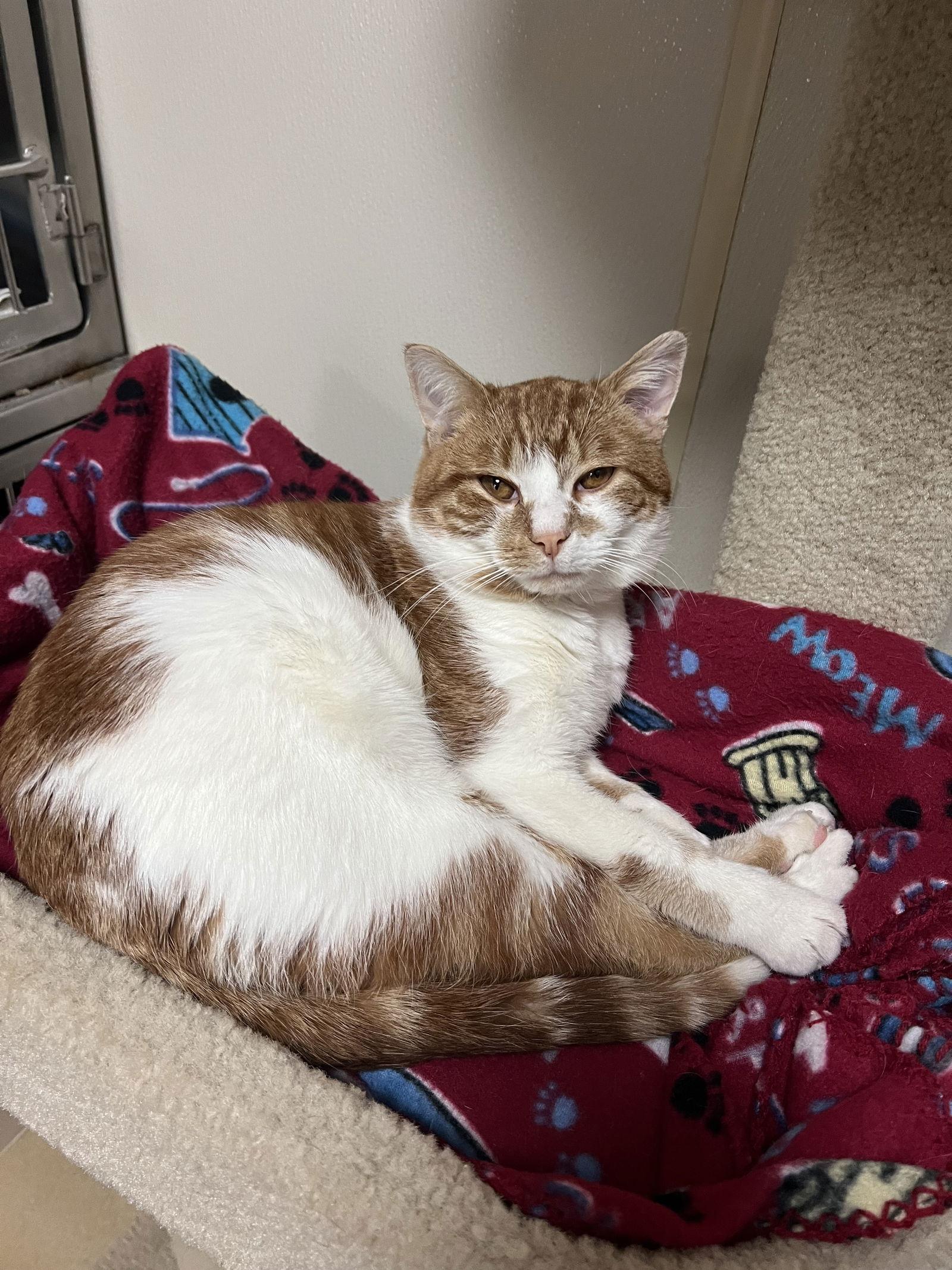 Finn, Adoptable, Adult Male Domestic Short Hair.