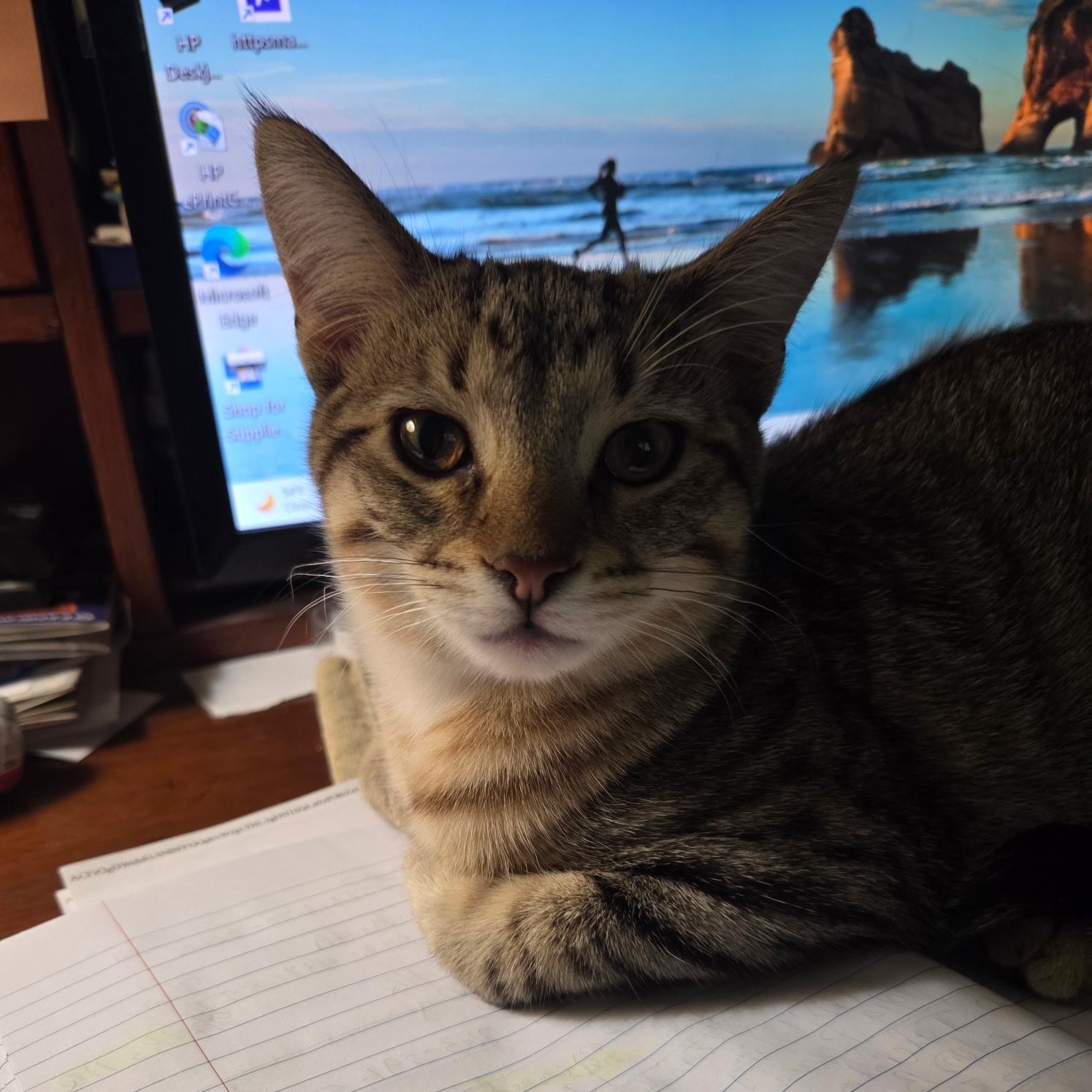 Enlarge Einstein, a Adopted Domestic Short Hair in Farmington, MN image 3/4