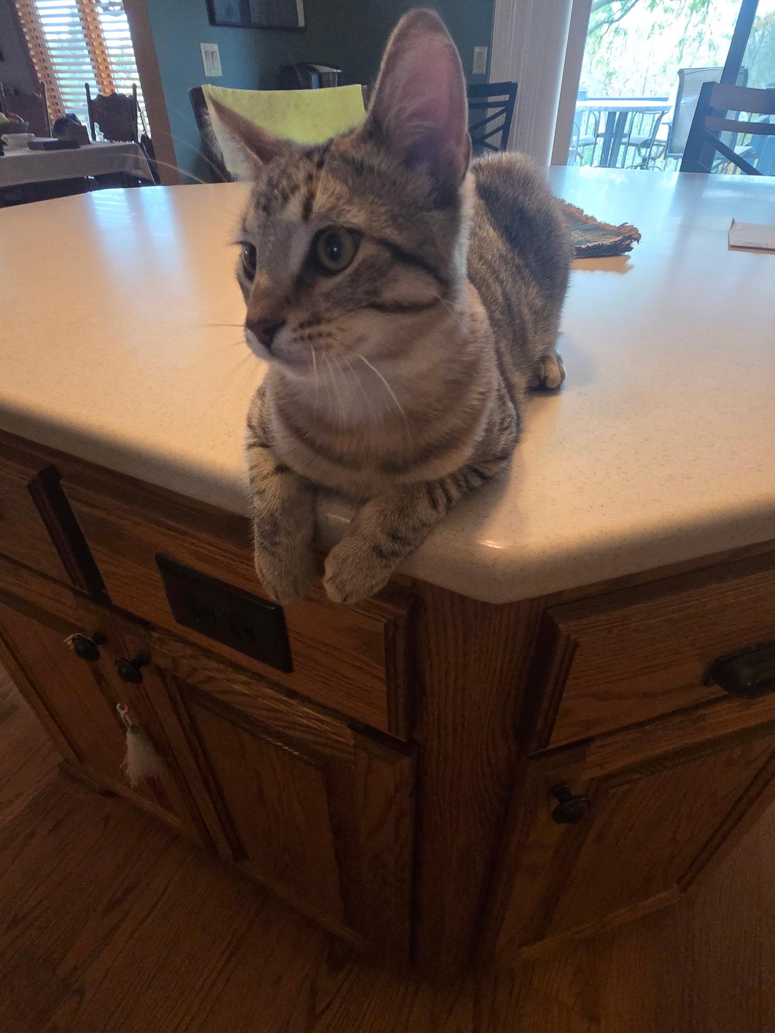Enlarge Einstein, a Adopted Domestic Short Hair in Farmington, MN image 4/4