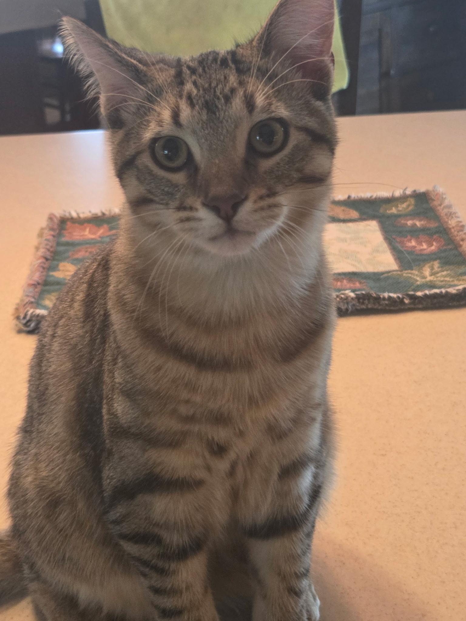 Einstein, Adopted, Kitten Male Domestic Short Hair.