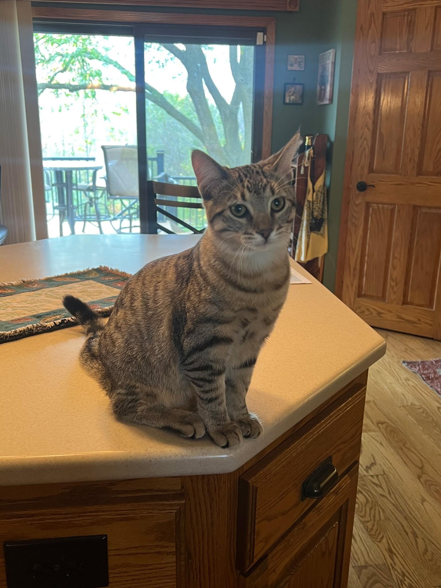 Enlarge Einstein, a Adopted Domestic Short Hair in Farmington, MN image 2/4