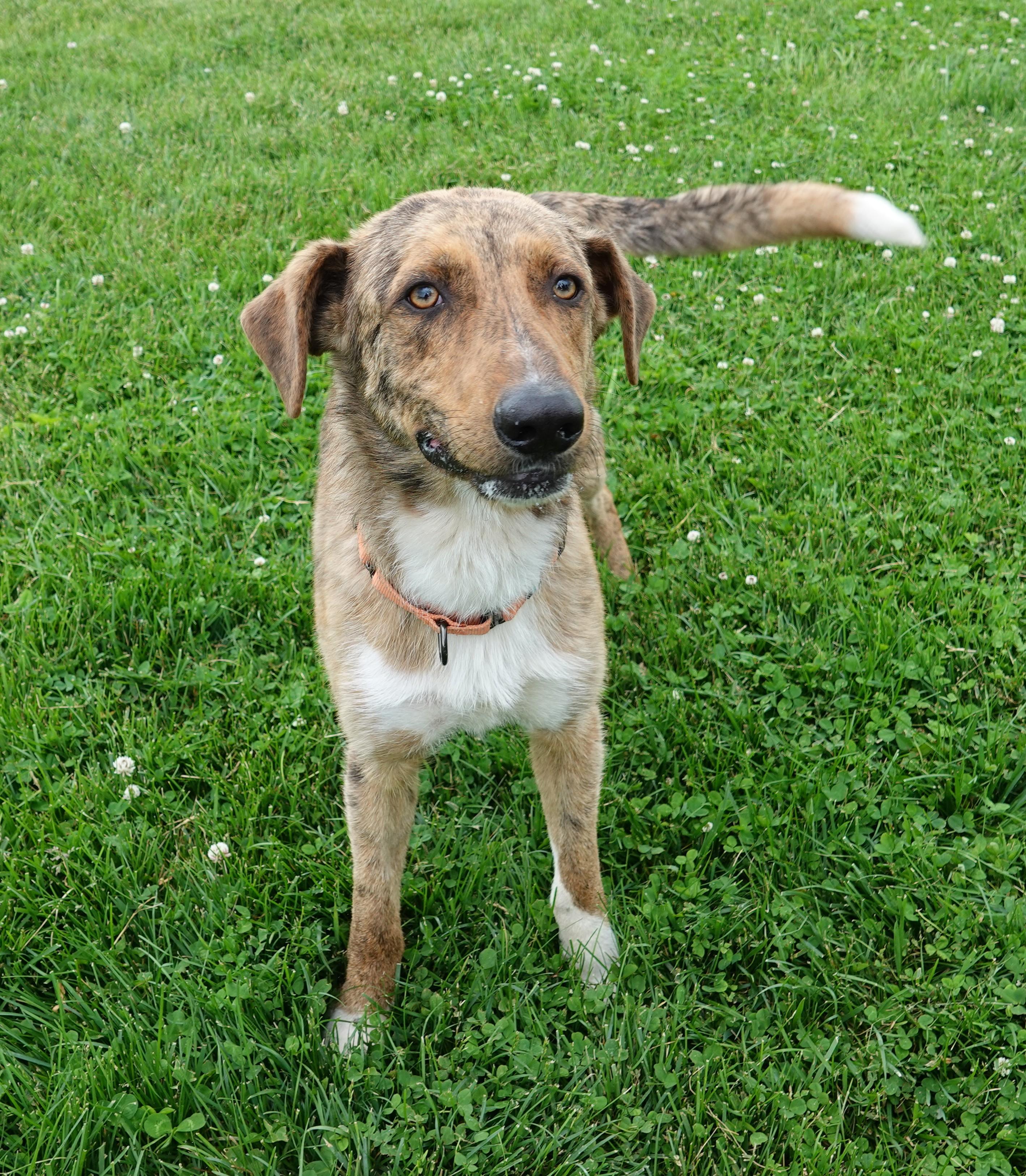 Barney, Adoptable, Adult Male Collie.