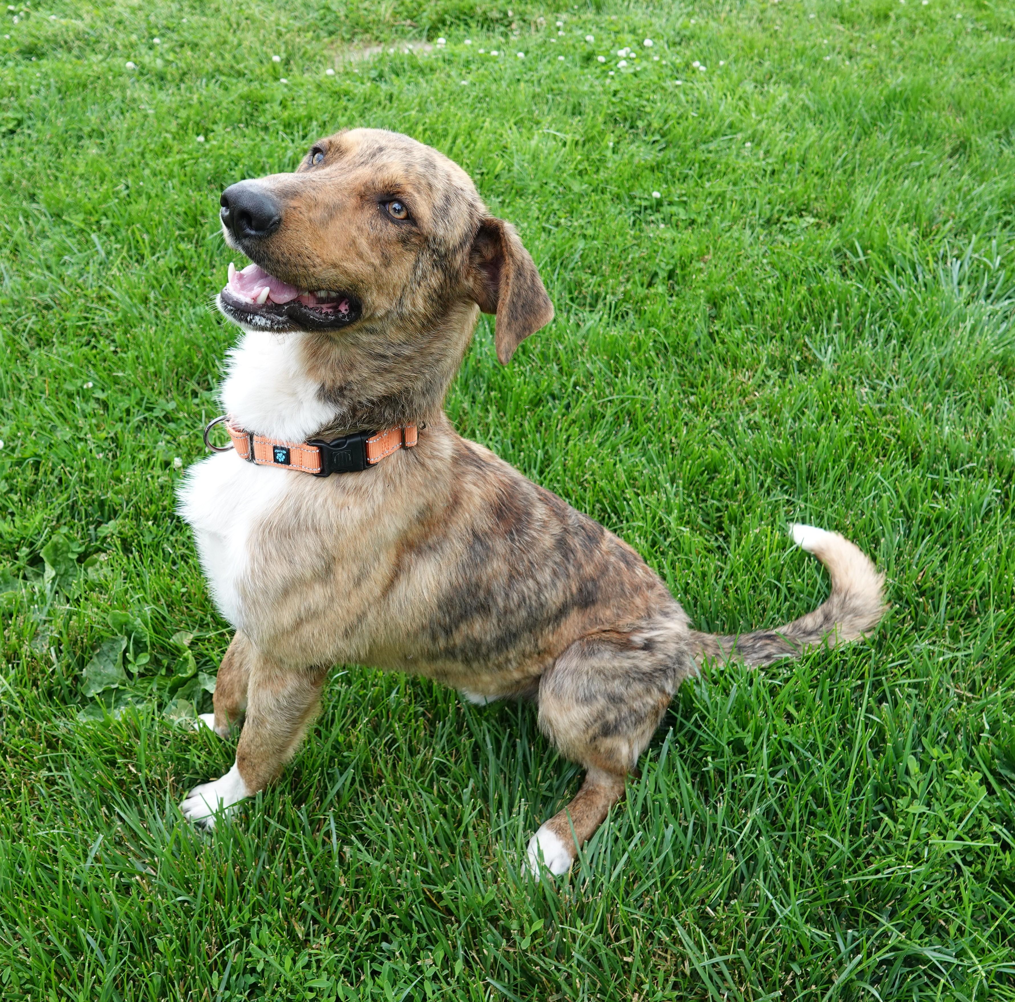 Enlarge Barney, a Adoptable mixed breed in Fairfield, IA image 2/2