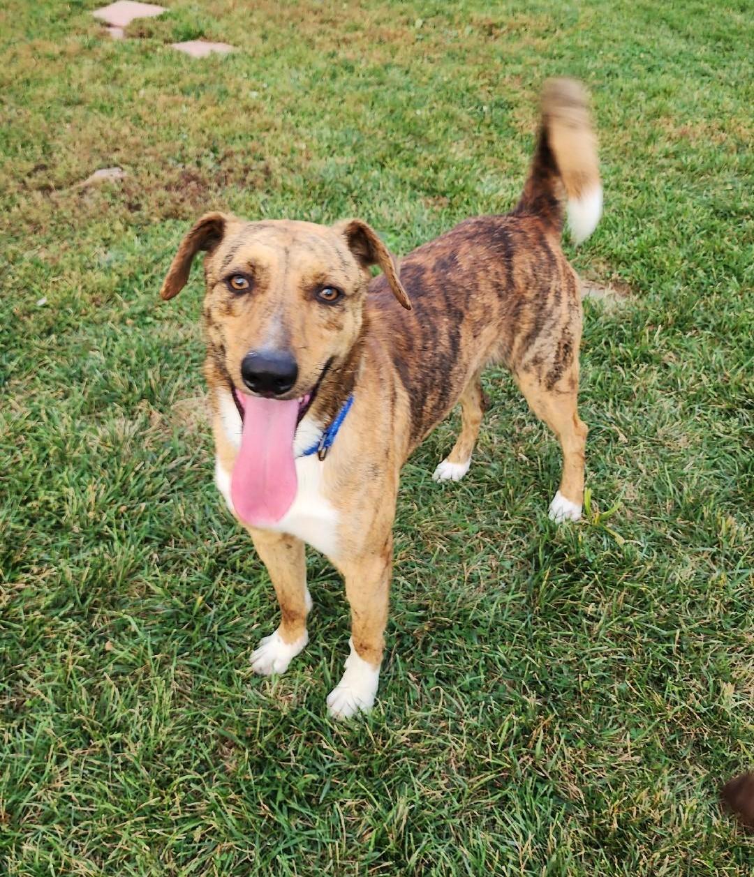 Enlarge Barney, a Adoptable mixed breed in Fairfield, IA image 1/4